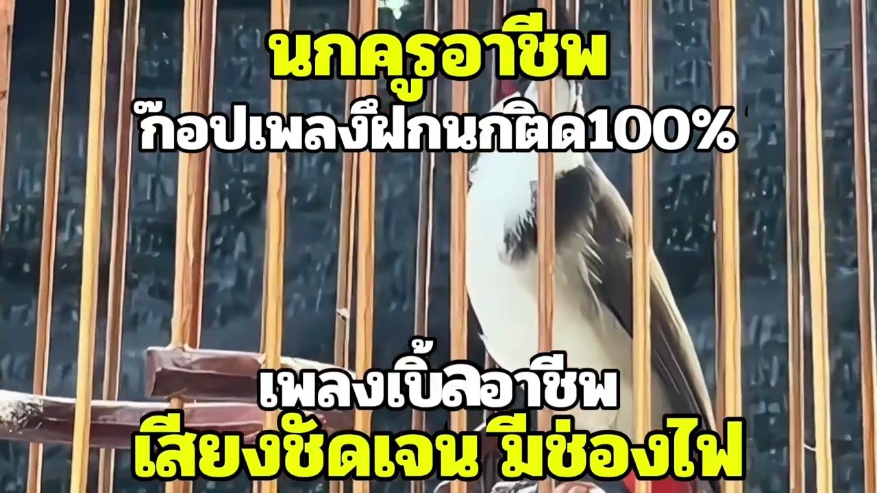 เสียงนกกรงหัวจุก เพลงเบิ้ลอาชีพ เสียงชัดเจนมีช่องไฟ ก๊อปเพลงฝึกนกติด100% #นกเบิ้ลอาชีพ #เสียงนกครู