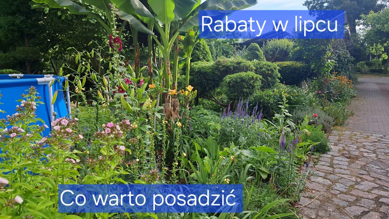 Co warto sadzić by  w lipcu było kolorowo ⚘️🌸🌺8.07.25 r