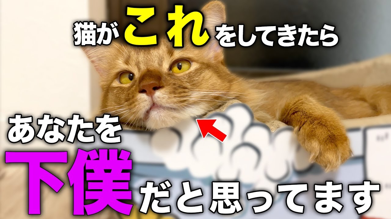 【完全版】猫がバカにしている飼い主だけに見せる仕草10選