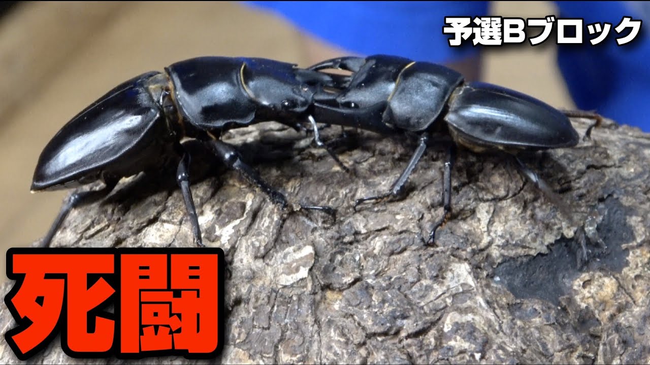 【アジアの暴君登場】クワカブ喧嘩自慢を集めて戦わせた結果