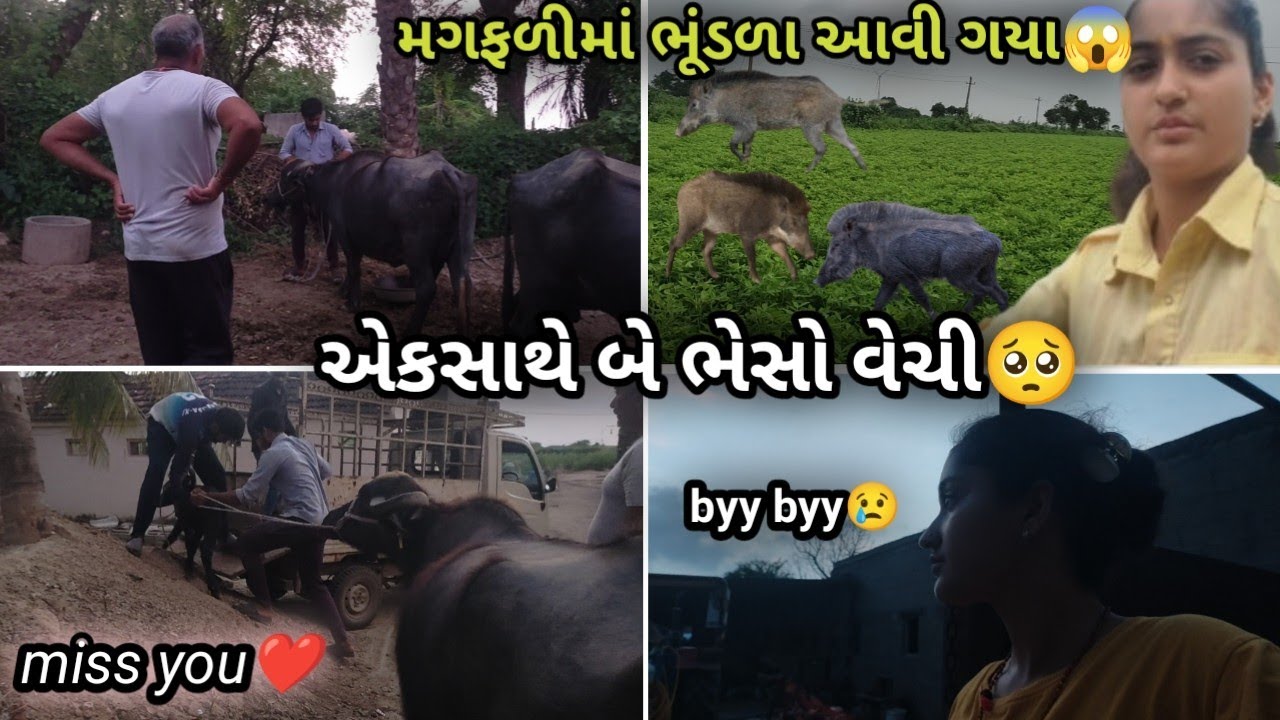 એકસાથે બે ભેસો વેચી દીધી🥺મિસ યુ❤||મગફળીમાં ભુંડળા આવી ગયા😱માડવી ખાય ગયા🥺#gujarativlog #baffalo#sale 