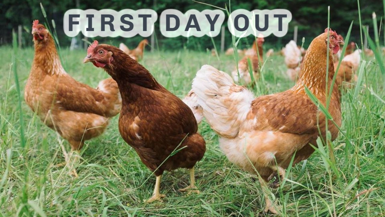 HENS SEE GRASS FOR THE FIRST TIME S4 ● E30