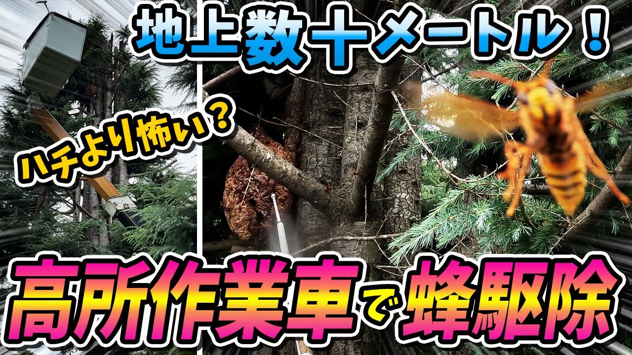 【スズメバチ】なぜだ！！そんな高いところに蜂の巣作るって本気ですか？？【終末殺蜂家】