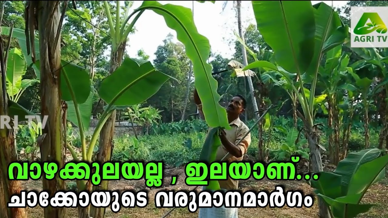 വാഴക്കുലയല്ല, ഇലയാണ് ചാക്കോയുടെ വരുമാനമാര്‍ഗം