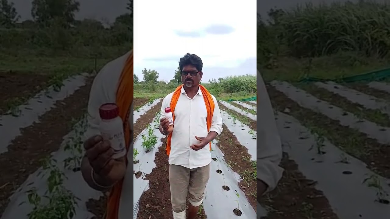 PCT 410. Green chilli Demo.