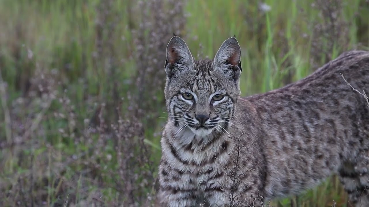 Wild Mount Diablo - Bobcats