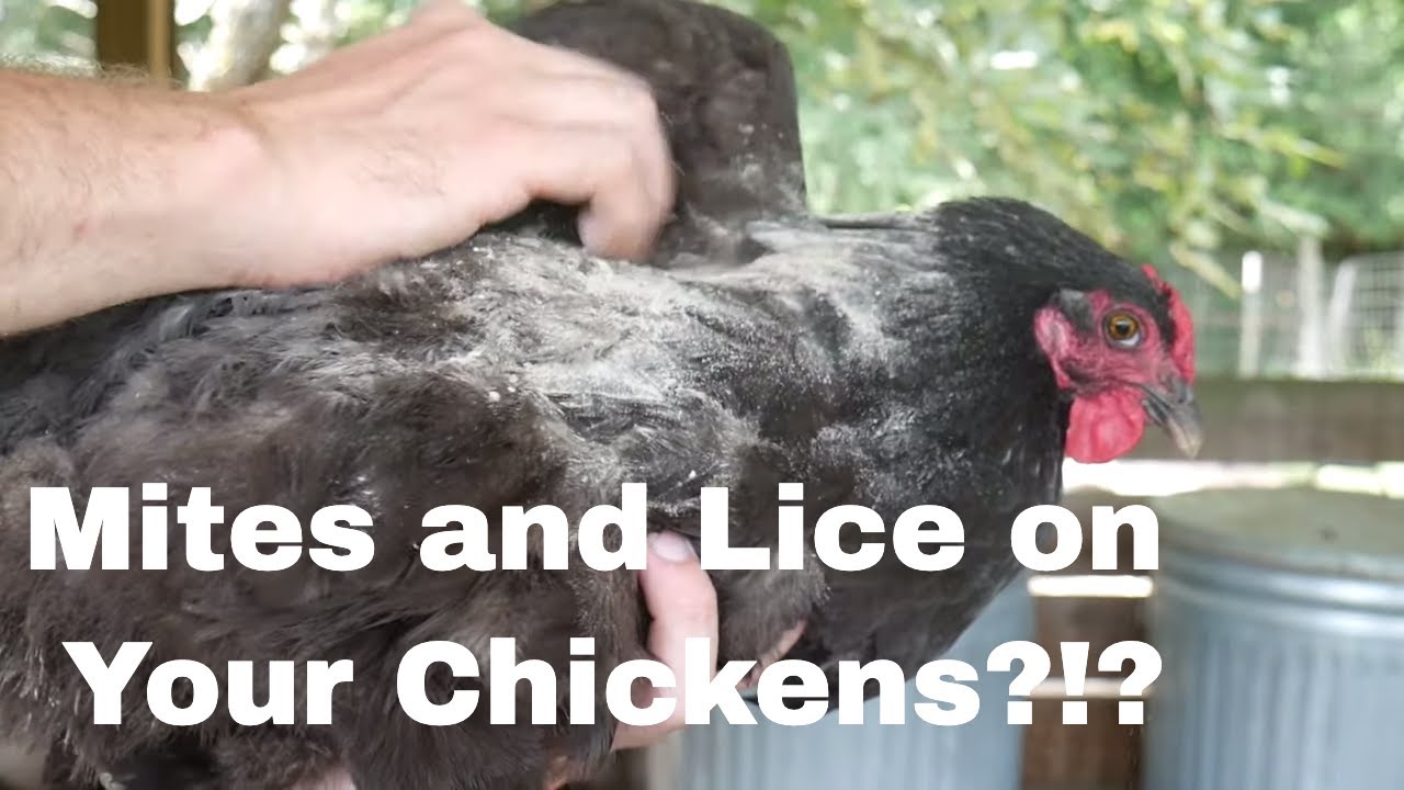 Treating Mites and Lice on Chickens