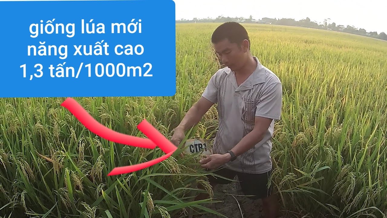 Giống l&uacute;a mới CTR1 năng xuất tr&ecirc;n 1,3 tấn cho 1000m2