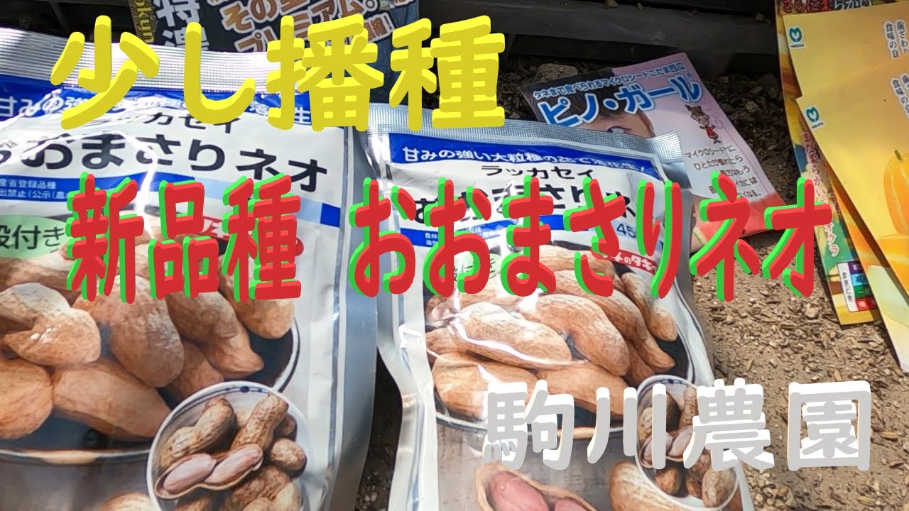 少し種蒔き　おおまさり ネオ他mp4