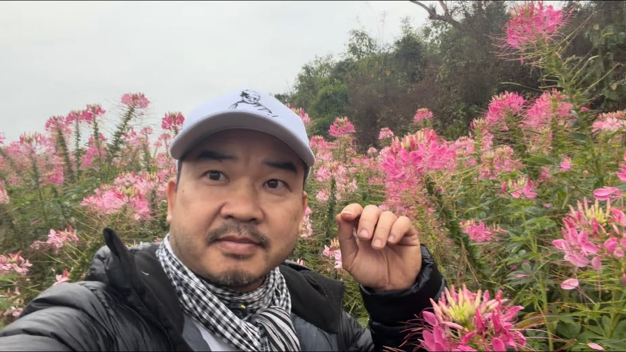 Thăm ruộng Lạc Cẩm - Lạc rừng hoa Nhện