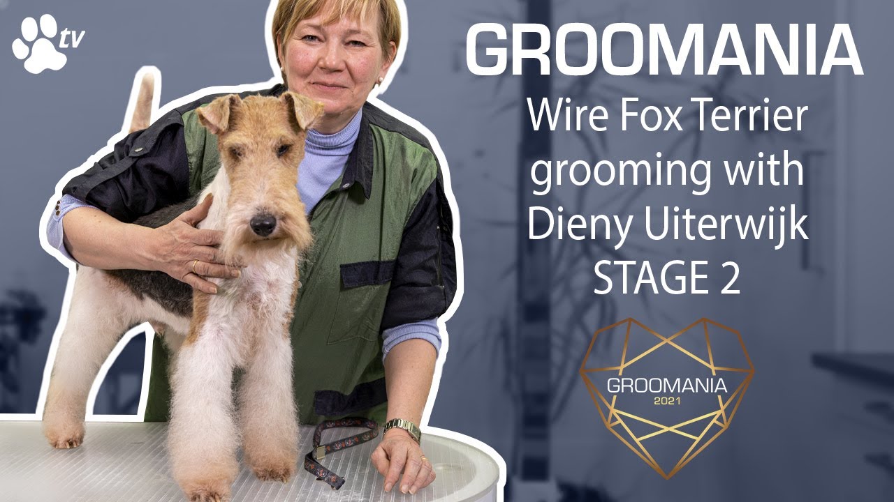 Wire Fox Terrier Grooming with Dieny Uiterwijk - stage 2 | Groomania 2021 Grooming Demonstration