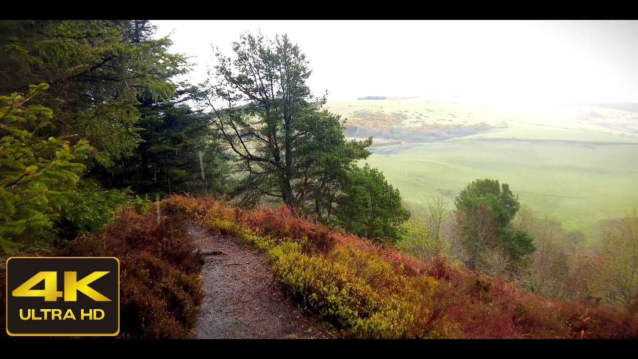Heavy Rain Walk  through Tyrebagger Forest, Scotland | 4K ASMR