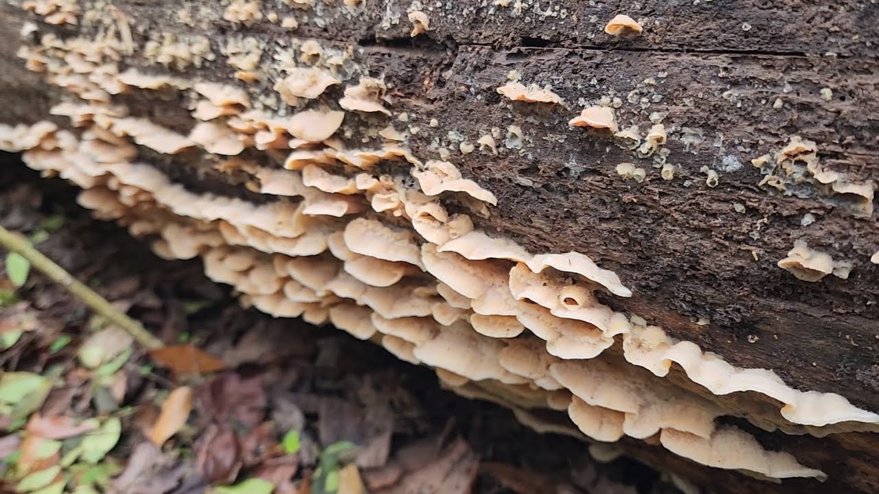 Foraging for South Georgia Mushrooms🍄