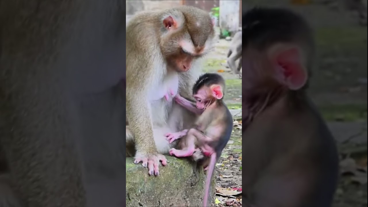 Mom teach her baby to walk #babymonkey