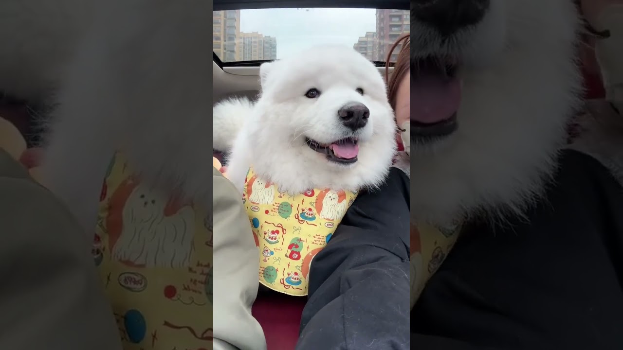A Thrilling Journey: Ordinary Man's Big White Bear Rescue to Hangzhou