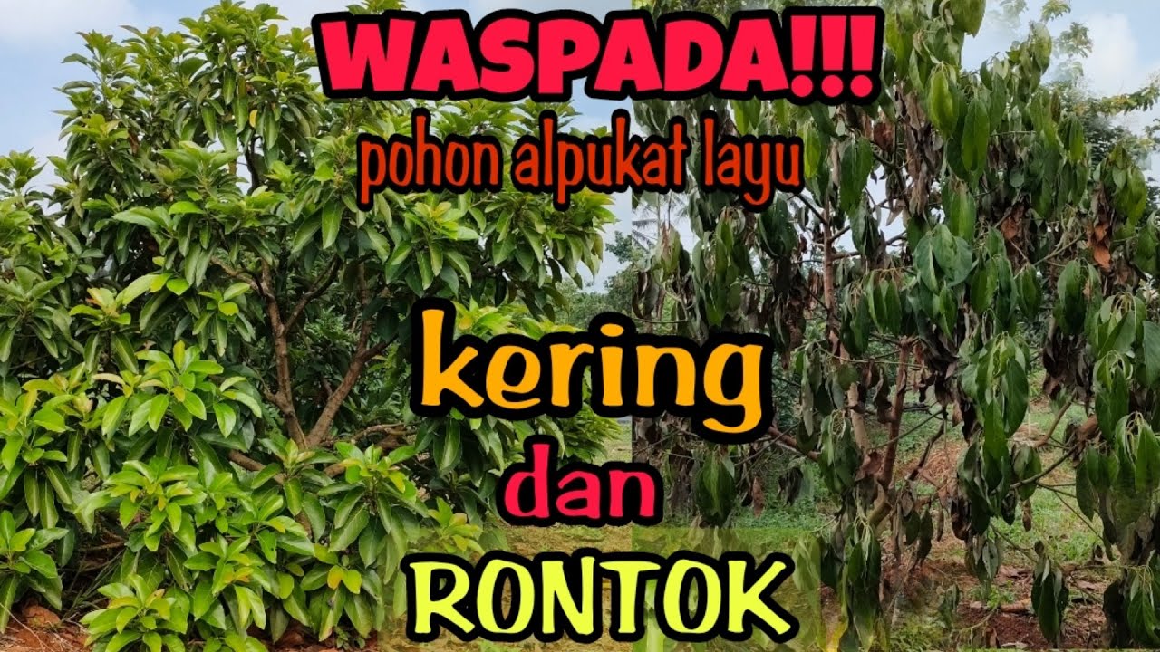 Cara mengatasi daun alpukat aligator layu dan kering di kebun bitshop king