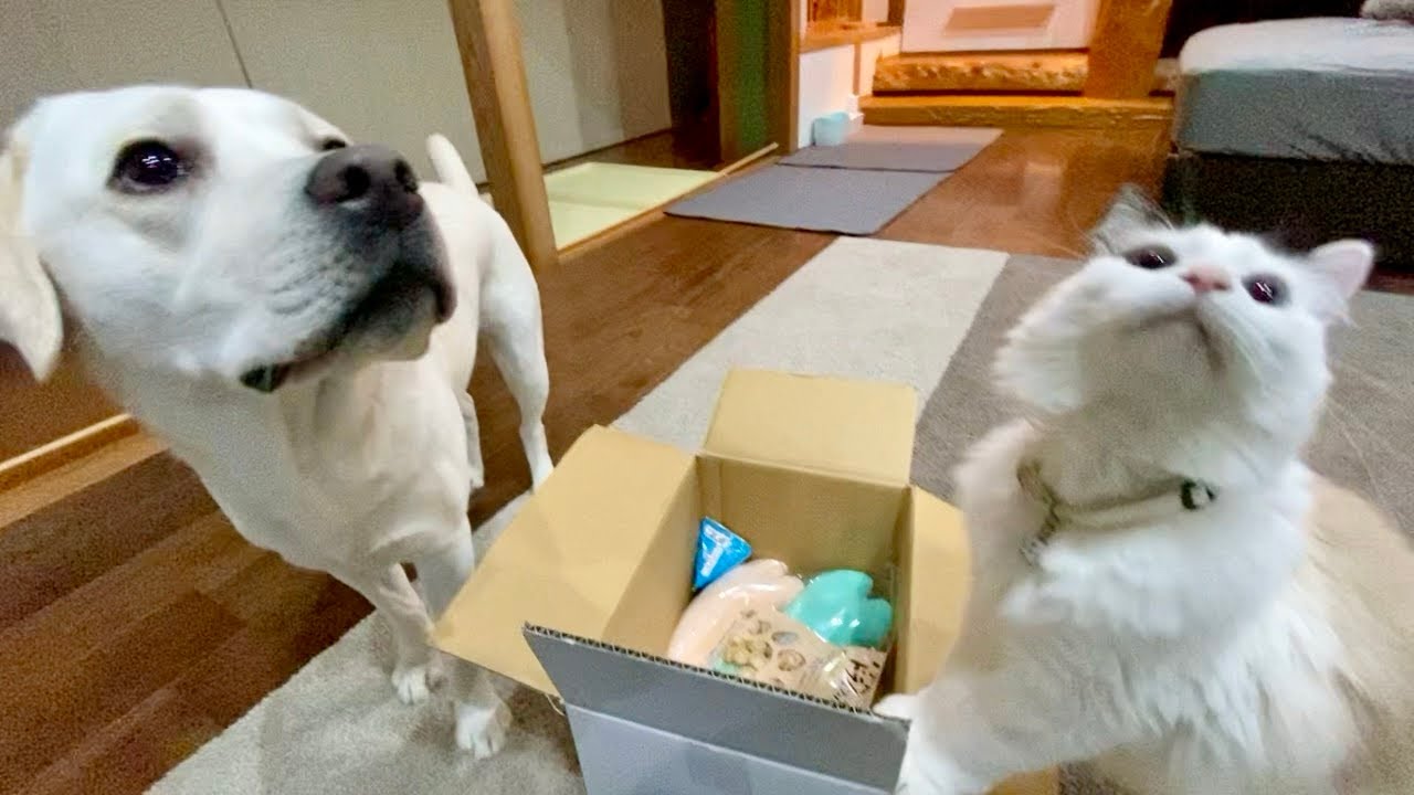 新しいおもちゃとおやつに無我夢中になる犬と猫