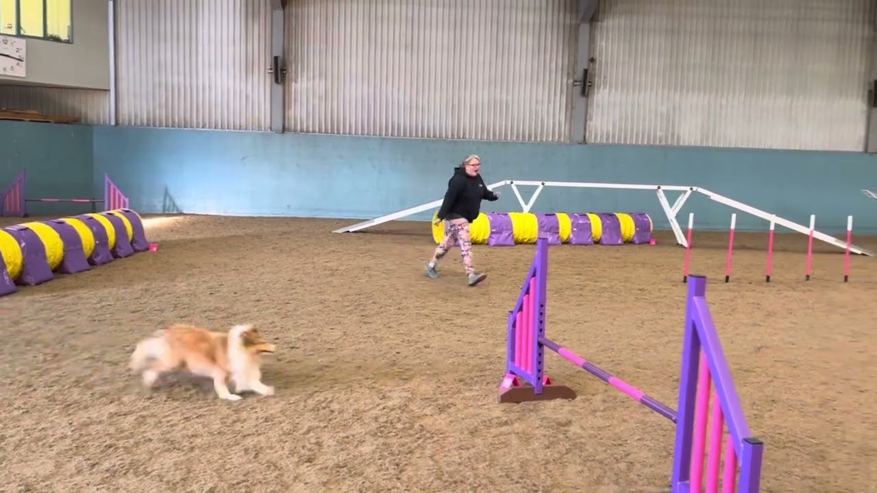 Show Diaries 2023 - Swift C1-3 Agility