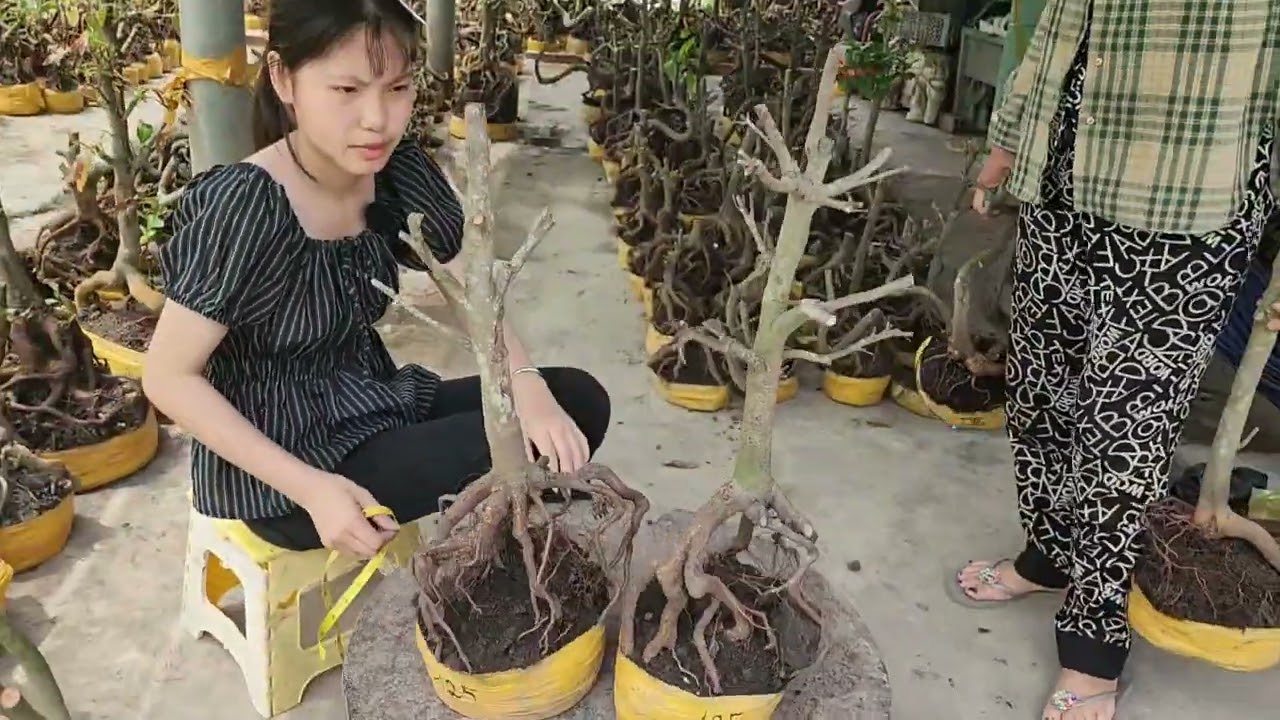 27/2 Hằng 0832324553 phôi mai giảo giá rẻ