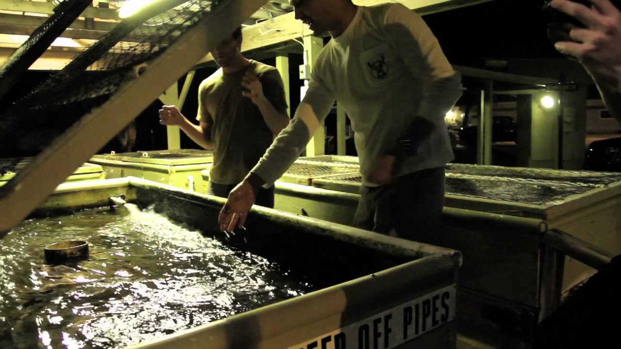 Behind-the-Scenes of Wild Life: A New Generation of Wild