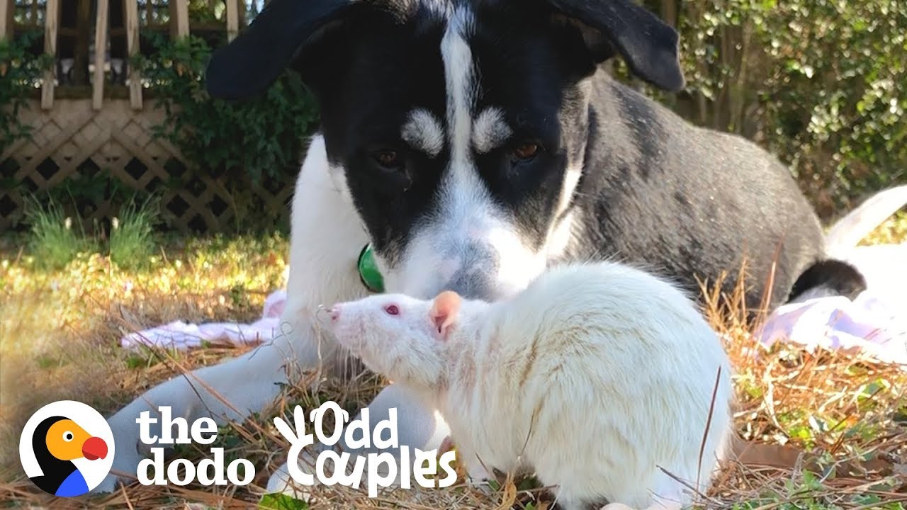 Dog And Rat Won't Leave Each Other Alone  | The Dodo Odd Couples