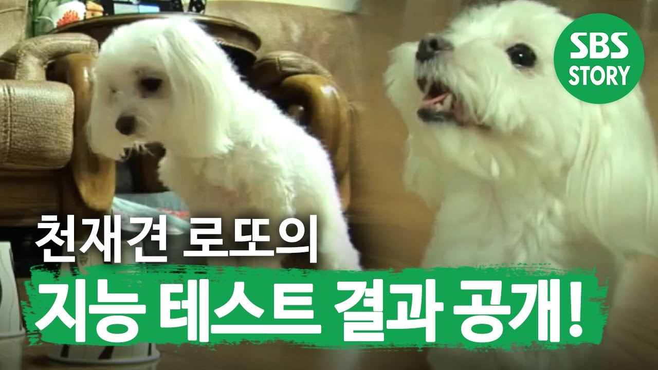 'Genius Dog' Lotto's intelligence test results! TV Animal Farm