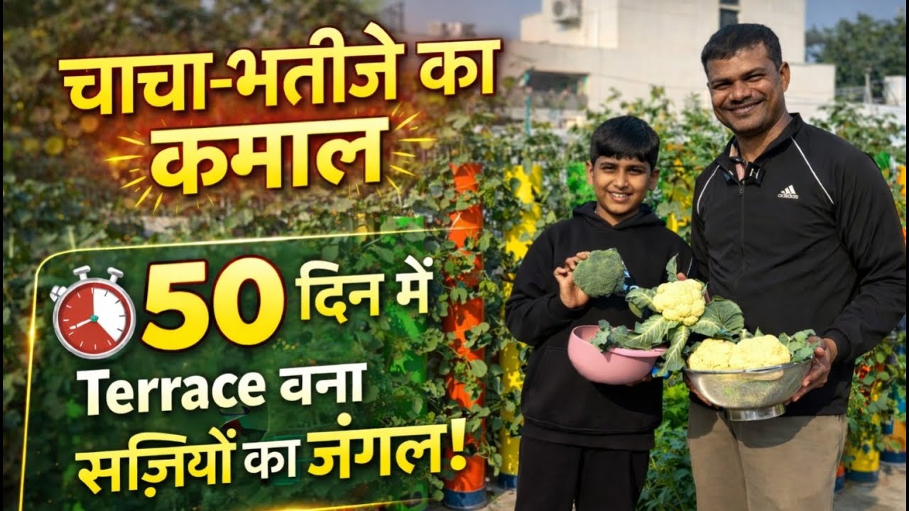 सिर्फ 50 दिनों में चाचा-भतीजे ने कर दिखाया चमत्कार! मुट्ठीभर टेरेस बना हरी-भरी सब्ज़ियों का जंगल