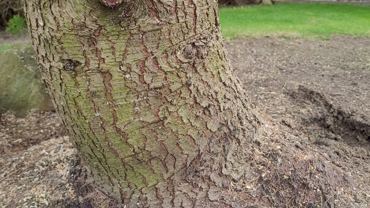 How do I cut down this tree????