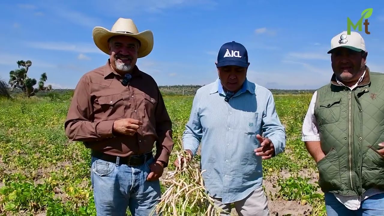 Hasta 2 toneladas por hectárea de frijol de temporal logran los hermanos Palacios, en Loreto, Zac. 