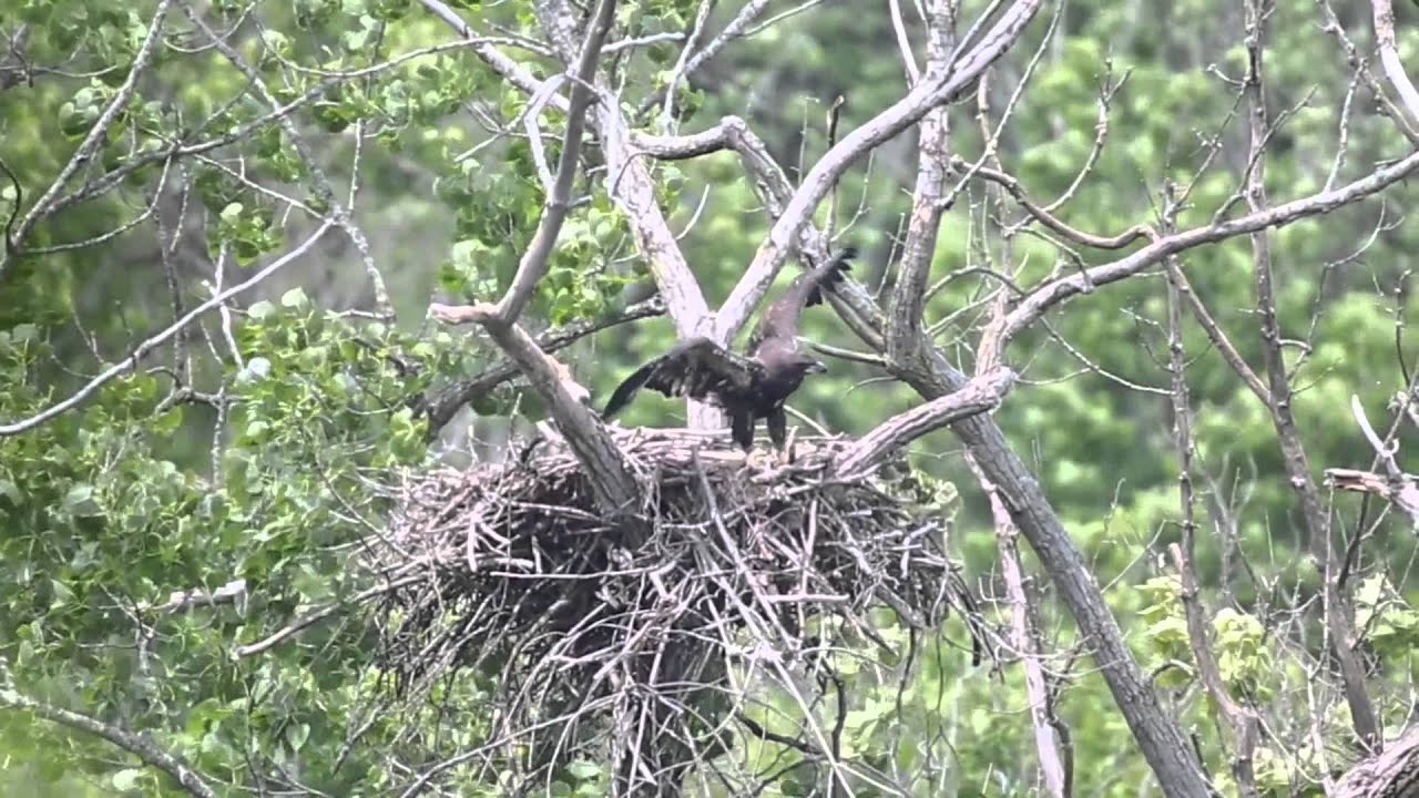 Eaglet Learning to Fly