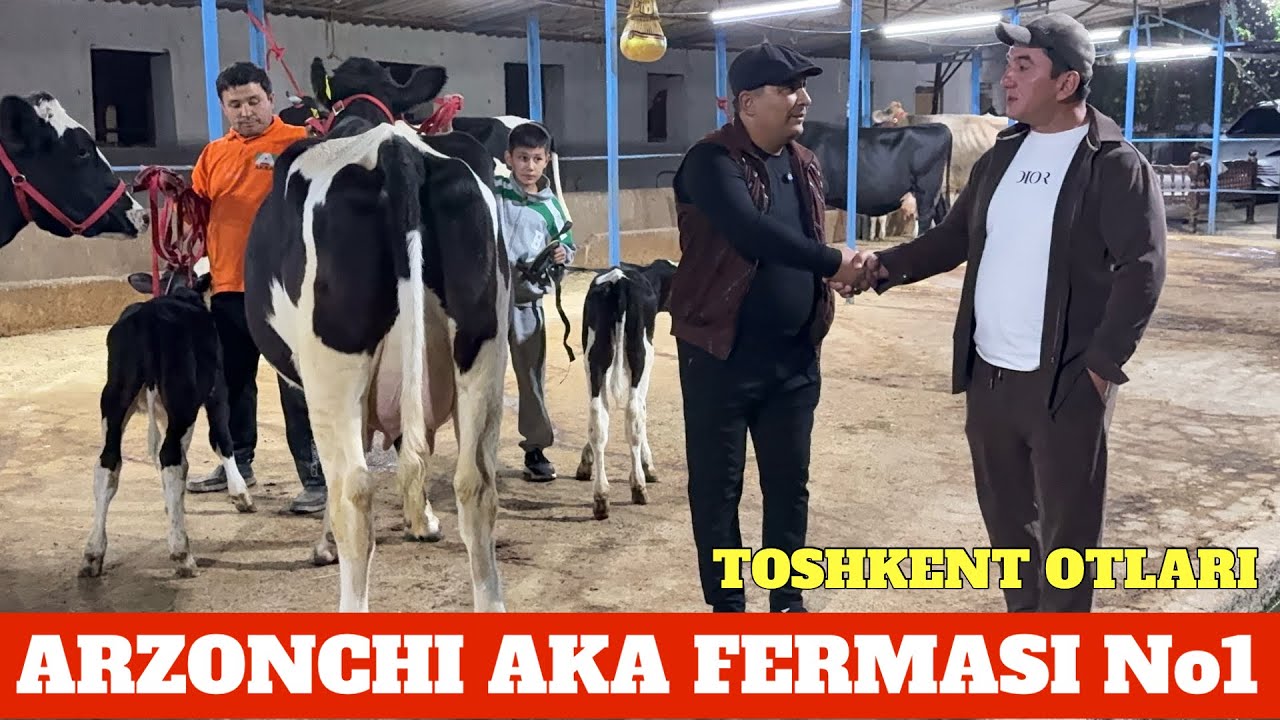 ARZONCHI AKA FERMASI RASISKIY SIGIR SHVET SIMENTAL MASHAOLLOH DAXSHATLARI KELDI JANJAL