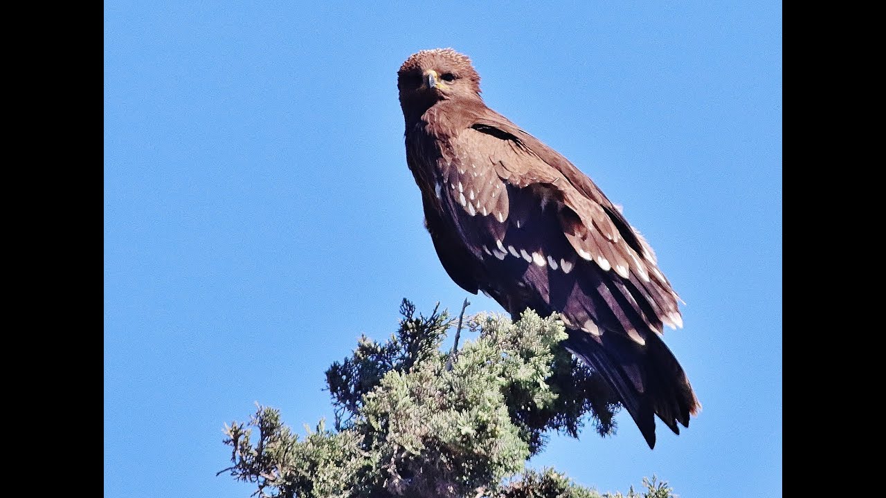 Lesser spotted eagle (Clanga pomarina) (Brehm,1831) Κραυγαετός - Akrotiri Marsh today 6/10/2022