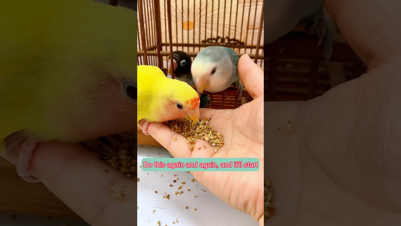 Tame Your Parrot Fast 🐦 | 4 Easy Bonding Steps! |#shorts #lovebirds