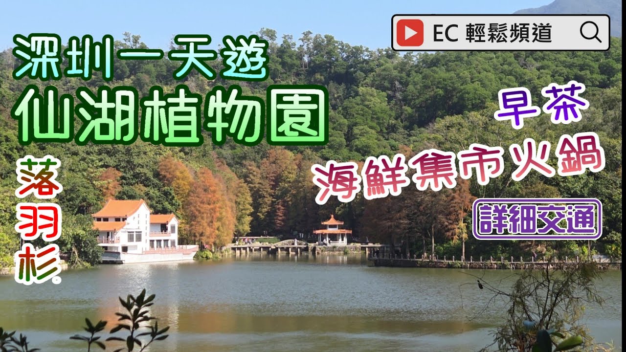 深圳一天遊 | 仙湖植物園 | 落羽杉 | 蓮塘口岸 藜苑酒樓 | 羅湖 撈鮮門火鍋店 | Fairy Lake Botanical Garden | Bald Cypress