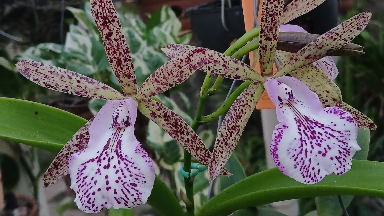 🔴 Melhor Jeito de Cultivar ORQUÍDEAS 