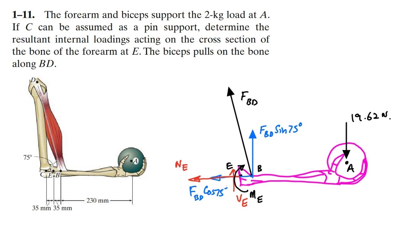 Determine the resultant internal loadings acting on the cross section of the bone. Engineers Academy