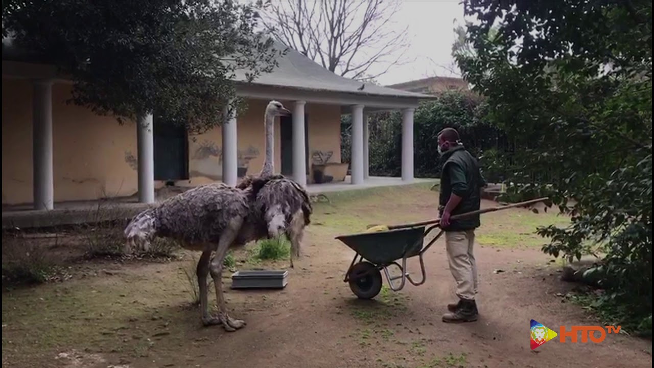 COVID-19 - Al Bioparco di Roma i keeper continuano a prendersi cura degli animali - www.HTO.tv