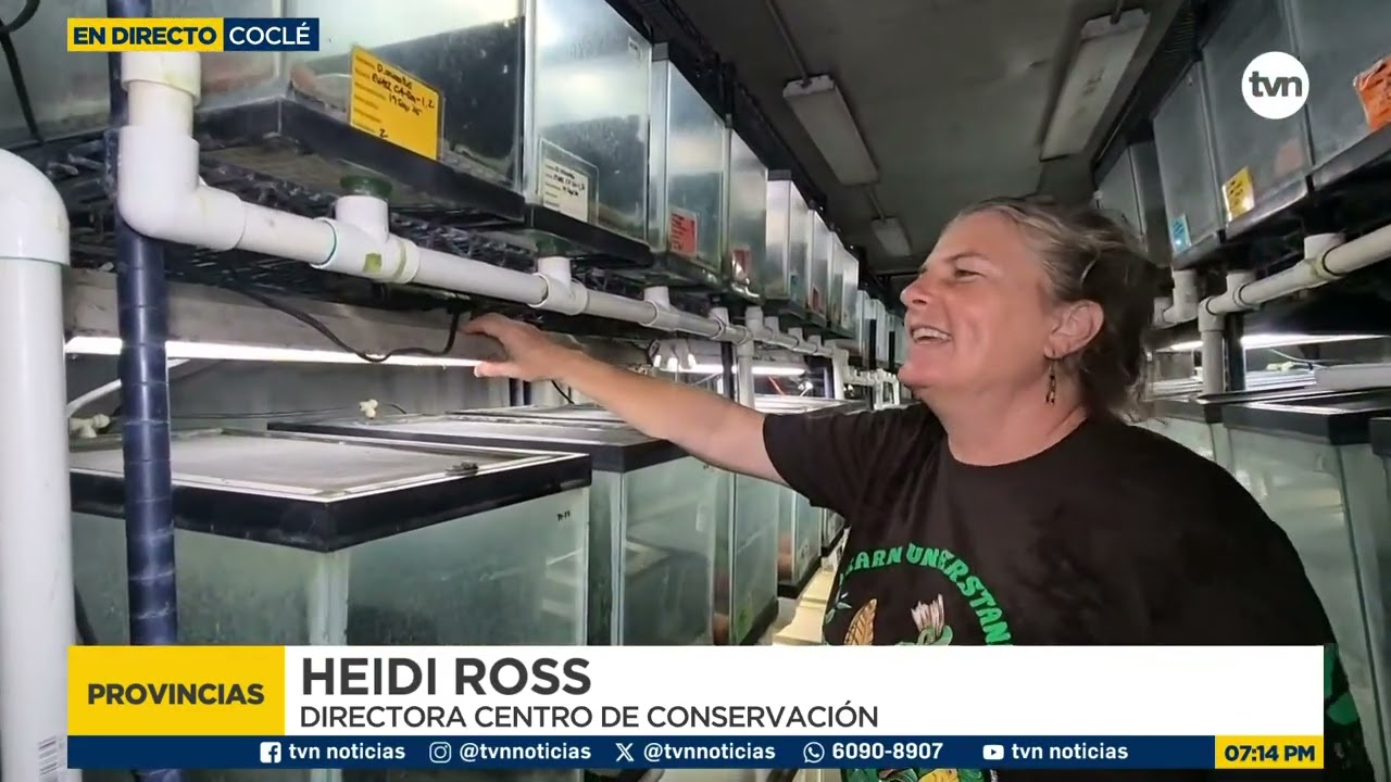 Robo de cables impacta a renacuajos en Santuario de la Rana Dorada en El valle de Antón