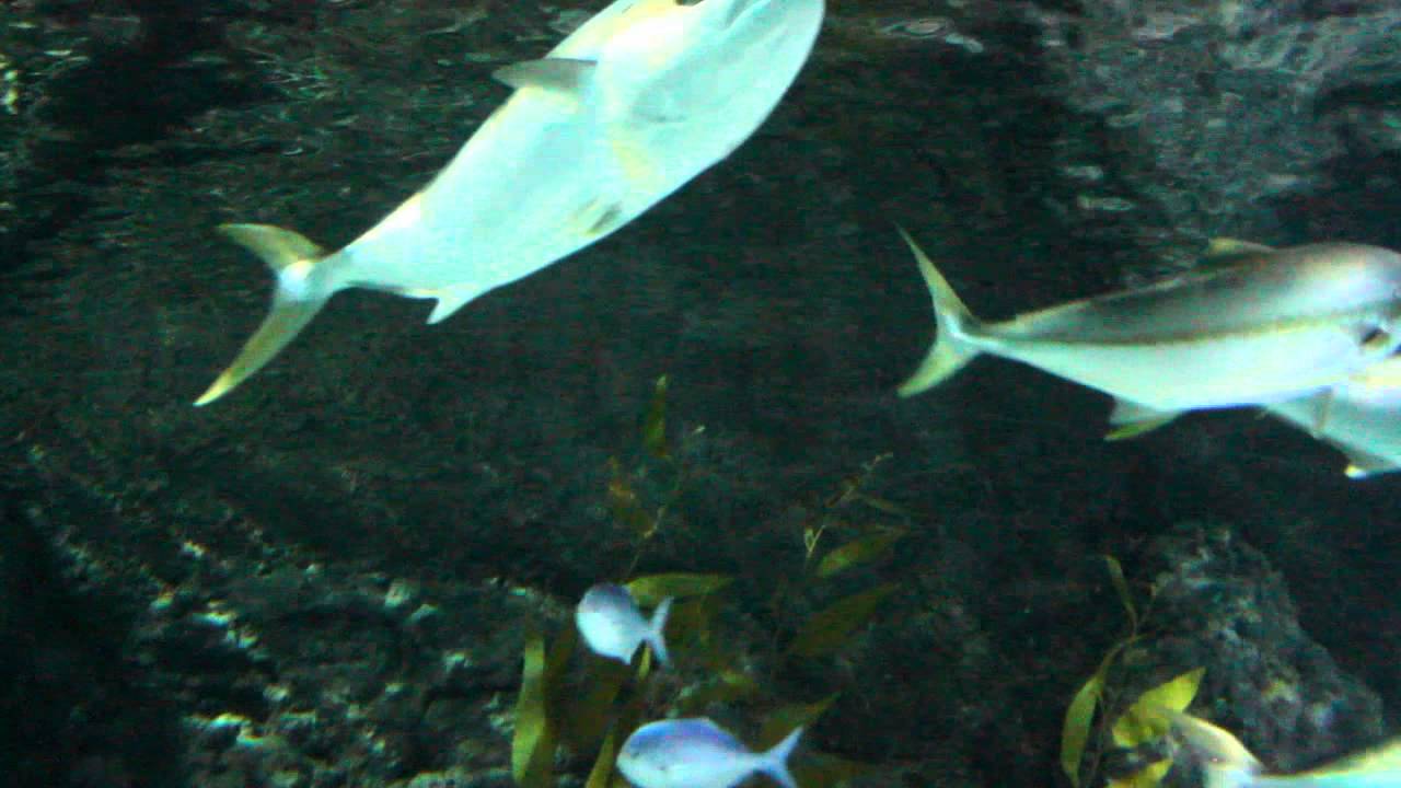 Kelly Tarlton's SEA LIFE Aquarium, Auckland [HD 720p]