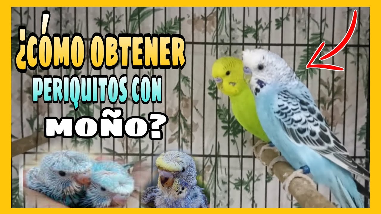 ¿COMO CONSEGUIR PERIQUITOS MOÑUDOS? | ¿COMO PODEMOS TRABAJAR LOS MOÑOS EN EL AVIARIO?