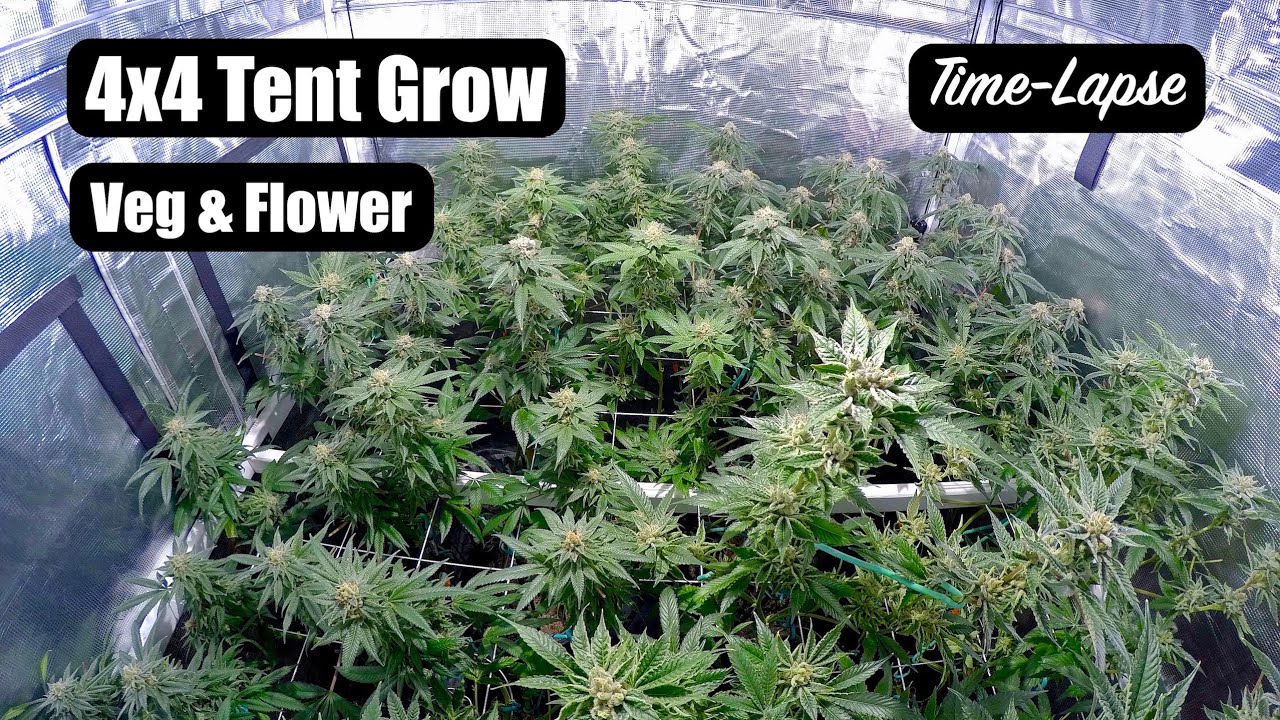 4x4 Tent Grow Time-Lapse | Veg + Flower