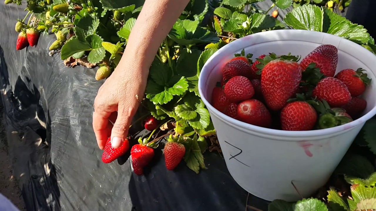 Colhendo Morango na California