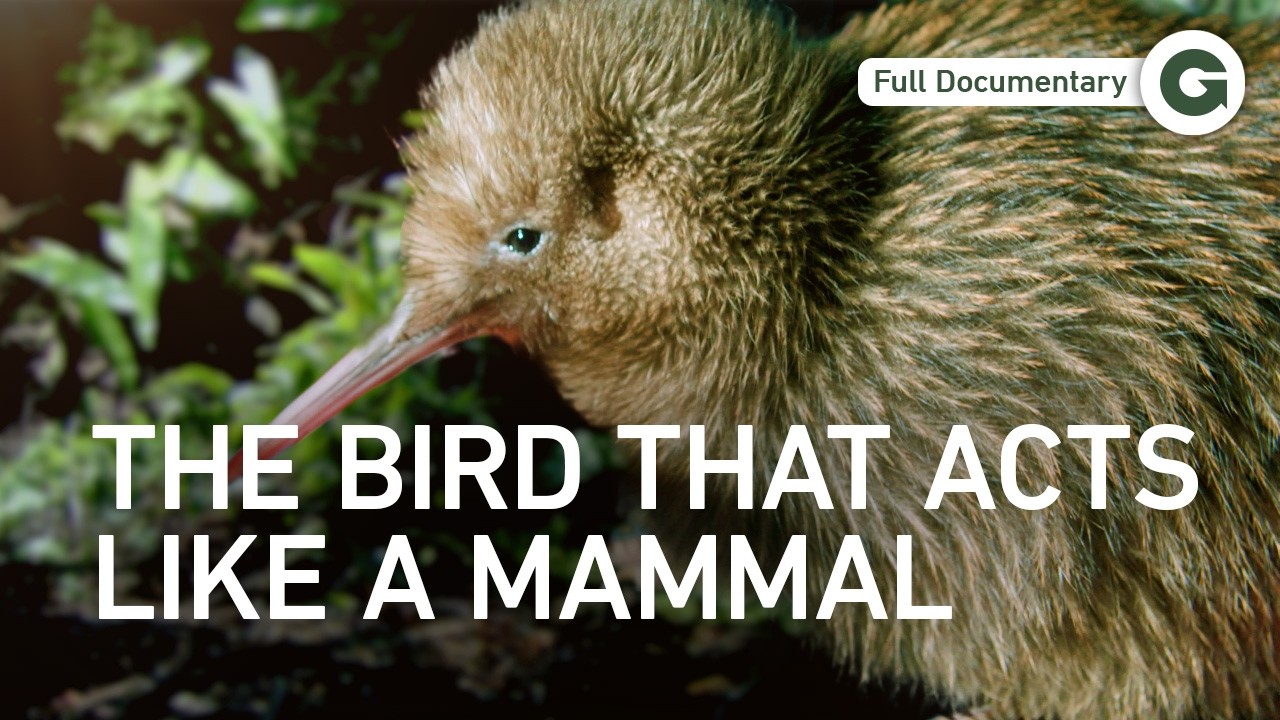 The Kiwi: Why New Zealand’s Famous Bird Defies Evolution | Full Documentary