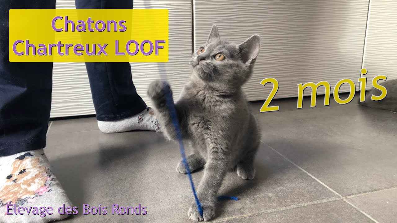 Chatons chartreux LOOF 2 mois d’ÉCLAIR & LADY - 2020