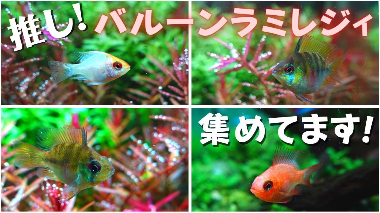 【推し熱帯魚】水草水槽に映える！バルーンラミレジィの魅力を語りたい