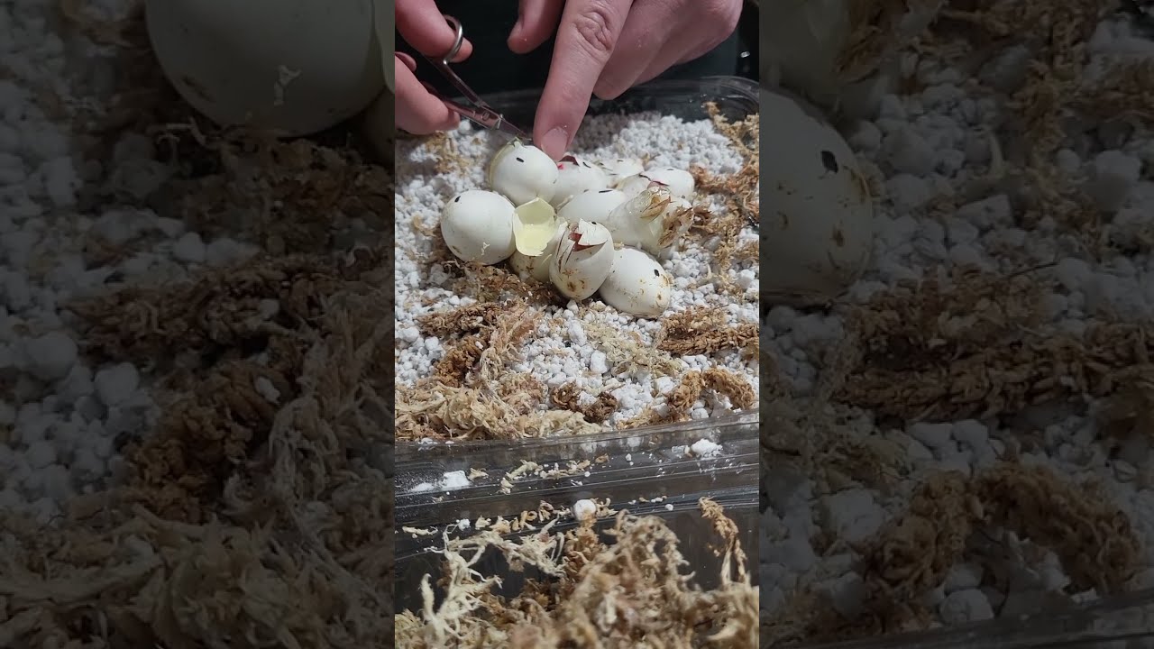 Peach Plasma Tessera Cornsnake Egg Cutting Corastrasza's Clutch
