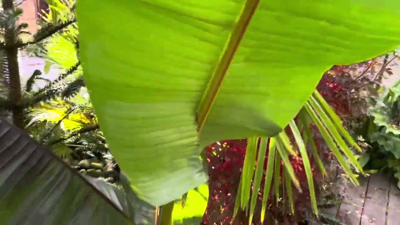 A November tour of my small tropical style garden.