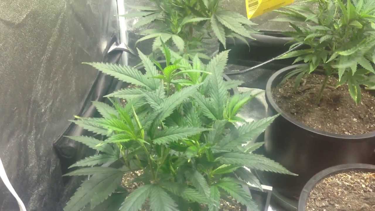 Organic Flower Day 1 Ripped Bubba, Devils Tear & Chernobyl