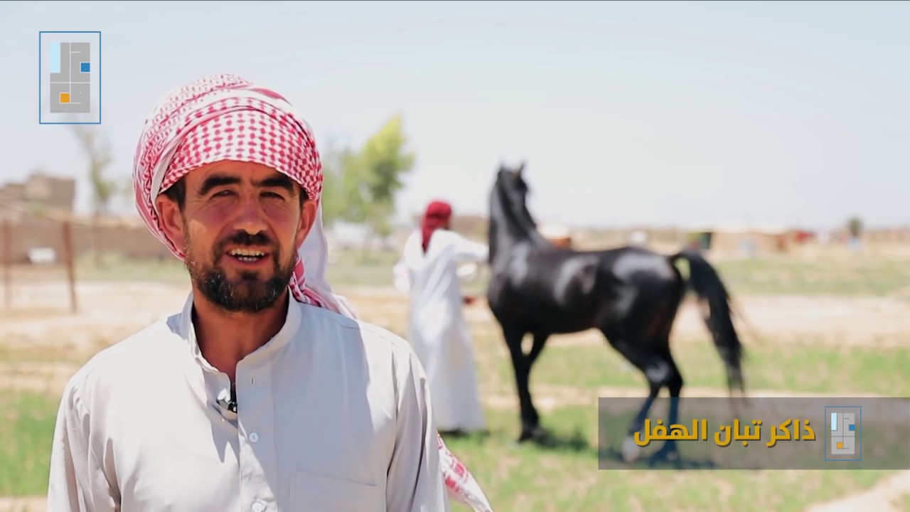 شاهد: خيول ديرالزور الأصيلة