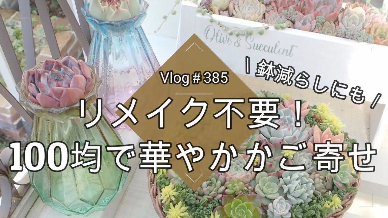 【Vlog385】【多肉植物】リメイク不要！100均で華やかかご寄せ【多肉寄せ植え】